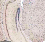 Immunohistochemical staining of BCLAF1 using anti-BCLAF1 antibody. BCLAF1 was detected in a paraffin-embedded section of mouse brain tissue. Heat mediated antigen retrieval was performed in EDTA buffer (pH 8.0, epitope retrieval solution). The tissue section was blocked with 10% goat serum. The tissue section was then incubated with 2 ug/ml rabbit anti-BCLAF1 antibody overnight at 4oC. Peroxidase Conjugated Goat Anti-rabbit IgG was used as secondary antibody and incubated for 30 minutes at 37oC. The tissue section was developed using an HRP secondary and DAB substrate.