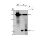Immunoprecipitation of BCLAF1 in Hela whole cell lysate. Western blot analysis of BCLAF1 using anti-BCLAF1 antibody. Lane 1: Hela whole cell lysates (30ug), Lane 2: Rabbit control IgG instead of anti-BCLAF1 antibody in Hela whole cell lysate, Lane 3: anti-BCLAF1 antibody (2ug) + Hela whole cell lysate (500ug). After electrophoresis, proteins were transferred to a membrane. Then the membrane was incubated with rabbit anti-BCLAF1 antibody at a dilution of 0.5 ug/ml and probed with a goat anti-rabbit IgG-HRP secondary antibody. The signal is developed using ECL Plus Western Blotting Substrate. A predominant band is detected at approximately 150 kDa, above the predicted ~106 kDa but consistent with the apparent molecular weight reported for the heavily modified nuclear protein BCLAF1 in peer reviewed studies.
