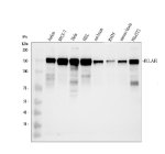 Western blot analysis of BCLAF1 using anti-BCLAF1 antibody. Electrophoresis was performed on a 8% SDS-PAGE gel at 80V (Stacking gel) / 120V (Resolving gel) for 2 hours. Lane 1: human Jurkat whole cell lysates, Lane 2: human MCF-7 whole cell lysates, Lane 3: human Hela whole cell lysates, Lane 4: human HEL whole cell lysates, Lane 5: rat brain tissue lysates, Lane 6: rat RH35 whole cell lysates, Lane 7: mouse brain tissue lysates, Lane 8: mouse NIH/3T3 whole cell lysates. After electrophoresis, proteins were transferred to a nitrocellulose membrane at 150 mA for 50-90 minutes. Blocked the membrane with 5% non-fat milk/TBS for 1.5 hour at RT. The membrane was incubated with rabbit anti-BCLAF1 antibody at 0.5 ug/ml overnight at 4oC, then washed with TBS-0.1%Tween 3 times with 5 minutes each and probed with a goat anti-rabbit IgG-HRP secondary antibody at a dilution of 1:5000 for 1.5 hour at RT. The signal was developed using an ECL Plus Western Blotting Substrate. A predominant band is detected at approximately 150 kDa in all samples, running above the predicted ~106 kDa but consistent with the apparent molecular weight reported for the heavily modified nuclear protein BCLAF1 in peer reviewed studies.