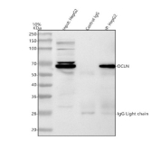 Immunoprecipitation of OCLN in HepG2 whole cell lysate. Western blot analysis of OCLN using anti-OCLN antibody. Lane 1: HepG2 whole cell lysates (30ug), Lane 2: Rabbit control IgG instead of anti-OCLN antibody in HepG2 whole cell lysate, Lane 3: anti-OCLN antibody (2ug) + HepG2 whole cell lysate (500ug). After electrophoresis, proteins were transferred to a membrane. Then the membrane was incubated with rabbit anti-OCLN antibody at a dilution of 0.5 ug/ml and probed with a mouse anti-rabbit IgG-HRP secondary antibody (Light Chain Specific). The signal is developed using ECL Plus Western Blotting Substrate. The expected molecular weight of OCLN is ~59 kDa.