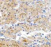 Immunohistochemical staining of OCLN using anti-OCLN antibody. OCLN was detected in a paraffin-embedded section of human stomach tissue. Heat mediated antigen retrieval was performed in EDTA buffer (pH 8.0, epitope retrieval solution). The tissue section was blocked with 10% goat serum. The tissue section was then incubated with 2 ug/ml rabbit anti-OCLN antibody overnight at 4oC. Peroxidase Conjugated Goat Anti-rabbit IgG was used as secondary antibody and incubated for 30 minutes at 37oC. The tissue section was developed using an HRP secondary and DAB substrate.