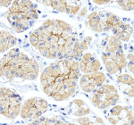 Immunohistochemical staining of OCLN using anti-OCLN antibody. OCLN was detected in a paraffin-embedded section of human stomach tissue. Heat mediated antigen retrieval was performed in EDTA buffer (pH 8.0, epitope retrieval solution). The tissue section was blocked with 10% goat serum. The tissue section was then incubated with 2 ug/ml rabbit anti-OCLN antibody overnight at 4oC. Peroxidase Conjugated Goat Anti-rabbit IgG was used as secondary antibody and incubated for 30 minutes at 37oC. The tissue section was developed using an HRP secondary and DAB substrate.