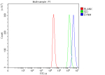 Flow Cytometry analysis of THP-1 cells using anti-SYNM antibody. Overlay histogram showing THP-1 cells stained with (Blue line). To facilitate intracellular staining, cells were fixed with 4% paraformaldehyde and permeabilized with permeabilization buffer. The cells were blocked with 10% normal goat serum. And then incubated with rabbit anti-SYNM antibody (1 ug/million cells) for 30 min at 20oC. DyLight 488 conjugated goat anti-rabbit IgG (5-10 ug/million cells) was used as secondary antibody for 30 minutes at 20oC. Isotype control antibody (Green line) was rabbit IgG (1 ug/million cells) used under the same conditions. Unlabelled sample (Red line) was also used as a control.
