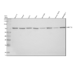 Western blot analysis of LMNTD2 using anti-LMNTD2 antibody. Electrophoresis was performed on a 10% SDS-PAGE gel at 80V (Stacking gel) / 120V (Resolving gel) for 2 hours. Lane 1: human Caco-2 whole cell lysates, Lane 2: human Hacat whole cell lysates, Lane 3: human U251 whole cell lysates, Lane 4: human Hela whole cell lysates, Lane 5: rat testis tissue lysates, Lane 6: rat C6 whole cellue lysates, Lane 7: mouse testis tissue lysates, Lane 8: mouse RAW264.7 whole cell lysates. After electrophoresis, proteins were transferred to a nitrocellulose membrane at 150 mA for 50-90 minutes. Blocked the membrane with 5% non-fat milk/TBS for 1.5 hour at RT. The membrane was incubated with rabbit anti-LMNTD2 antibody at 0.5 ug/ml overnight at 4oC, then washed with TBS-0.1%Tween 3 times with 5 minutes each and probed with a goat anti-rabbit IgG-HRP secondary antibody at a dilution of 1:5000 for 1.5 hour at RT. The signal was developed using an ECL Plus Western Blotting Substrate. The expected molecular weight of LMNTD2 is ~70 kDa.