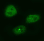 Immunofluorescent staining of HASPIN using anti-HASPIN antibody (green). HASPIN was detected in an immunocytochemical section of cells. Enzyme antigen retrieval was performed using IHC enzyme antigen retrieval reagent for 15 mins. The cells were blocked with 10% goat serum. And then incubated with 5 ug/ml rabbit anti-HASPIN antibody overnight at 4oC. DyLight 488 Conjugated Goat Anti-Rabbit IgG was used as secondary antibody at 1:500 dilution and incubated for 30 minutes at 37oC. Visualize using a fluorescence microscope and filter sets appropriate for the label used.