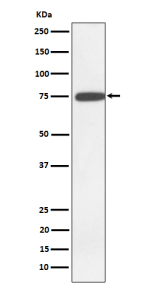 Western blot analysis of GNE expression in K562 cell lysate using GNE antibody.