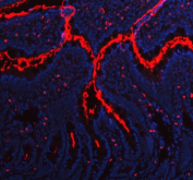 Immunofluorescent staining of MEP1B using anti-MEP1B antibody (red). MEP1B was detected in paraffin-embedded section of rat colon tissue. Heat mediated antigen retrieval was performed in EDTA buffer (pH 8.0, epitope retrieval solution). The tissue section was blocked with 10% goat serum. The tissue section was then incubated with 5ug/ml rabbit anti-MEP1B antibody overnight at 4oC. Dylight 550 Conjugated Goat Anti-Rabbit IgG was used as secondary antibody at 1:500 dilution and incubated for 30 minutes at 37oC. The section was counterstained with DAPI nuclear stain (blue). Visualize using a fluorescence microscope and filter sets appropriate for the label used.