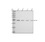 Western blot analysis of PSMD10 using anti-PSMD10 antibody. Electrophoresis was performed on a 12% SDS-PAGE gel at 80V (Stacking gel) / 120V (Resolving gel) for 2 hours. Lane 1: human SIHA whole cell lysates, Lane 2: human MCF-7 whole cell lysates, Lane 3: human PC-3 whole cell lysates, Lane 4: human whole cell lysates. After electrophoresis, proteins were transferred to a nitrocellulose membrane at 150 mA for 50-90 minutes. Blocked the membrane with 5% non-fat milk/TBS for 1.5 hour at RT. The membrane was incubated with rabbit anti-PSMD10 antibody at 0.5 ug/ml overnight at 4oC, then washed with TBS-0.1%Tween 3 times with 5 minutes each and probed with a goat anti-rabbit IgG-HRP secondary antibody at a dilution of 1:5000 for 1.5 hour at RT. The signal was developed using an ECL Plus Western Blotting Substrate. The expected molecular weight of PSMD10 is ~24 kDa.