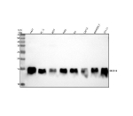 Western blot analysis of SEC61B using anti-SEC61B antibody. Lane 1: human whole cell lysates, Lane 2: human PC-3 whole cell lysates, Lane 3: human 293T whole cell lysates, Lane 4: human Hela whole cell lysates, Lane 5: rat C6 whole cell lysates, Lane 6: mouse C2C12 whole cell lysates, Lane 7: mouse RAW264.7 whole cell lysates, Lane 8: mouse 3T3-L1 whole cell lysates. After electrophoresis, proteins were transferred to a nitrocellulose membrane at 150 mA for 50-90 minutes. Blocked the membrane with 5% non-fat milk/TBS for 1.5 hour at RT. The membrane was incubated with rabbit anti-SEC61B antibody at 0.25 ug/ml overnight at 4oC, then washed with TBS-0.1%Tween 3 times with 5 minutes each and probed with a goat anti-rabbit IgG-HRP secondary antibody at a dilution of 1:5000 for 1.5 hour at RT. The signal was developed using enhanced chemiluminescent. SEC61B (~10â11 kDa predicted) was detected as a band at ~14 kDa, likely reflecting its small size combined with membrane integration and potential post-translational modification or complex retention which slows migration in SDSâPAGE.