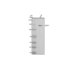 Western blot analysis of SCAP using anti-SCAP antibody. Electrophoresis was performed on a 8% SDS-PAGE gel at 80V (Stacking gel) / 120V (Resolving gel) for 2 hours. Lane 1: human 293T whole cell lysates. After electrophoresis, proteins were transferred to a nitrocellulose membrane at 150 mA for 50-90 minutes. Blocked the membrane with 5% non-fat milk/TBS for 1.5 hour at RT. The membrane was incubated with rabbit anti-SCAP antibody at 0.5 ug/ml overnight at 4oC, then washed with TBS-0.1%Tween 3 times with 5 minutes each and probed with a goat anti-rabbit IgG-HRP secondary antibody at a dilution of 1:5000 for 1.5 hour at RT. The signal was developed using an ECL Plus Western Blotting Substrate. The expected molecular weight of SCAP is ~140 kDa.