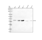 Western blot analysis of NANS using anti-NANS antibody. Lane 1: human Hela whole cell lysates, Lane 2: human HepG2 whole cell lysates, Lane 3: human MCF-7 whole cell lysates, Lane 4: rat brain tissue lysates, Lane 5: rat liver tissue lysates. After electrophoresis, proteins were transferred to a nitrocellulose membrane at 150 mA for 50-90 minutes. Blocked the membrane with 5% non-fat milk/TBS for 1.5 hour at RT. The membrane was incubated with rabbit anti-NANS antibody at 0.5 ug/ml overnight at 4oC, then washed with TBS-0.1%Tween 3 times with 5 minutes each and probed with a goat anti-rabbit IgG-HRP secondary antibody at a dilution of 1:5000 for 1.5 hour at RT. The signal was developed using enhanced chemiluminescent. The expected molecular weight of NANS is ~40 kDa.