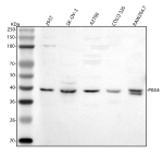 Western blot analysis of PBX4 using anti-PBX4 antibody. Lane 1: human 293T whole cell lysates, Lane 2: human SK-OV-3 whole cell lysates, Lane 3: human whole cell lysates, Lane 4: human COLO320 whole cell lysates, Lane 5: human Raw264.7 whole cell lysates. After electrophoresis, proteins were transferred to a nitrocellulose membrane at 150 mA for 50-90 minutes. Blocked the membrane with 5% non-fat milk/TBS for 1.5 hour at RT. The membrane was incubated with rabbit anti-PBX4 antibody at 0.5 ug/ml overnight at 4oC, then washed with TBS-0.1%Tween 3 times with 5 minutes each and probed with a goat anti-rabbit IgG-HRP secondary antibody at a dilution of 1:5000 for 1.5 hour at RT. The signal was developed using enhanced chemiluminescent. The expected molecular weight of PBX4 is ~40 kDa.