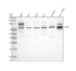 Western blot analysis of SIGIRR using anti-SIGIRR antibody. Electrophoresis was performed on a 10% SDS-PAGE gel at 80V (Stacking gel) / 120V (Resolving gel) for 2 hours. Lane 1: human MCF-7 whole cell lysates, Lane 2: human 293T whole cell lysates, Lane 3: human whole cell lysates, Lane 4: human PC-3 whole cell lysates, Lane 5: rat kidney tissue lysates, Lane 6: mouse kidney tissue lysates. After electrophoresis, proteins were transferred to a nitrocellulose membrane at 150 mA for 50-90 minutes. Blocked the membrane with 5% non-fat milk/TBS for 1.5 hour at RT. The membrane was incubated with rabbit anti-SIGIRR antibody at 0.5 ug/ml overnight at 4oC, then washed with TBS-0.1%Tween 3 times with 5 minutes each and probed with a goat anti-rabbit IgG-HRP secondary antibody at a dilution of 1:5000 for 1.5 hour at RT. The signal was developed using an ECL Plus Western Blotting Substrate. SIGIRR (predicted ~46 kDa) was detected as bands at ~75 kDa and ~90 kDa in lysates, consistent with the extensively N-glycosylated mature receptor forms reported in the literature.