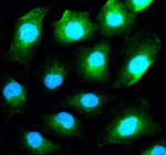 Immunofluorescent staining of SIGIRR using anti-SIGIRR antibody (green). SIGIRR was detected in an immunocytochemical section of human A549 cells. Enzyme antigen retrieval was performed using IHC enzyme antigen retrieval reagent for 15 mins. The cells were blocked with 10% goat serum. And then incubated with 5 ug/ml rabbit anti-SIGIRR antibody overnight at 4oC. DyLight 488 Conjugated Goat Anti-Rabbit IgG was used as secondary antibody at 1:500 dilution and incubated for 30 minutes at 37oC. The section was counterstained with DAPI nuclear stain (blue). Visualize using a fluorescence microscope and filter sets appropriate for the label used.