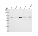 Western blot analysis of PTEN using anti-PTEN antibody. Lane 1: human Hela whole cell lysates, Lane 2: human MCF-7 whole cell lysates, Lane 3: human U20S whole cell lysates, Lane 4: rat brain tissue lysates, Lane 5: mouse brain tissue lysates. After electrophoresis, proteins were transferred to a nitrocellulose membrane at 150 mA for 50-90 minutes. Blocked the membrane with 5% non-fat milk/TBS for 1.5 hour at RT. The membrane was incubated with rabbit anti-PTEN antibody at 0.5 ug/ml overnight at 4oC, then washed with TBS-0.1%Tween 3 times with 5 minutes each and probed with a goat anti-rabbit IgG-HRP secondary antibody at a dilution of 1:5000 for 1.5 hour at RT. The signal was developed using enhanced chemiluminescent. Expected molecular weight: 47~55 kDa (isoform 1), 65~70 kDa ('long' isoform).