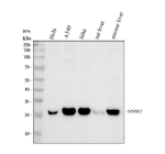 Western blot analysis of NNMT using anti-NNMT antibody. Lane 1: human Hela whole cell lysates, Lane 2: human whole cell lysates, Lane 3: human SIHA whole cell lysates, Lane 4: rat RH35 whole cell lysates, Lane 5: mouse HEPA1-6 whole cell lysates. After electrophoresis, proteins were transferred to a nitrocellulose membrane at 150 mA for 50-90 minutes. Blocked the membrane with 5% non-fat milk/TBS for 1.5 hour at RT. The membrane was incubated with rabbit anti-NNMT antibody at 0.5 ug/ml overnight at 4oC, then washed with TBS-0.1%Tween 3 times with 5 minutes each and probed with a goat anti-rabbit IgG-HRP secondary antibody at a dilution of 1:5000 for 1.5 hour at RT. The signal was developed using enhanced chemiluminescent. The expected molecular weight of NNMT is ~30 kDa.