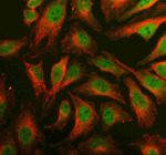 Immunofluorescent staining of PRDM6 using anti-PRDM6 antibody (green) and anti-Beta Tubulin antibody (red). PRDM6 was detected in an immunocytochemical section of Hela cells. Enzyme antigen retrieval was performed using IHC enzyme antigen retrieval reagent for 15 mins. The cells were blocked with 10% goat serum. And then incubated with 5 ug/ml rabbit anti-PRDM6 antibody and mouse anti-Beta Tubulin antibody overnight at 4oC. DyLight 488 Conjugated Goat Anti-Rabbit IgG and Cy3 Conjugated Goat Anti-Mouse IgG were used as secondary antibody at 1:500 dilution and incubated for 30 minutes at 37oC. Visualize using a fluorescence microscope and filter sets appropriate for the label used.