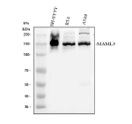 Western blot analysis of MAML3 using anti-MAML3 antibody. Electrophoresis was performed on a 8% SDS-PAGE gel at 80V (Stacking gel) / 120V (Resolving gel) for 2 hours. Lane 1: human 293T whole cell lysates, Lane 2: human SH-SY5Y whole cell lysates, Lane 3: human RT4 whole cell lysates, Lane 4: human whole cell lysates. After electrophoresis, proteins were transferred to a nitrocellulose membrane at 150 mA for 50-90 minutes. Blocked the membrane with 5% non-fat milk/TBS for 1.5 hour at RT. The membrane was incubated with rabbit anti-MAML3 antibody at 0.5 ug/ml overnight at 4oC, then washed with TBS-0.1%Tween 3 times with 5 minutes each and probed with a goat anti-rabbit IgG-HRP secondary antibody at a dilution of 1:5000 for 1.5 hour at RT. The signal was developed using an ECL Plus Western Blotting Substrate. A specific band was detected for MAML3 at approximately 140-150 kDa. The expected molecular weight of MAML3 is ~122 kDa.
