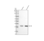 Western blot analysis of DNAJB6 using anti-DNAJB6 antibody. Electrophoresis was performed on a 10% SDS-PAGE gel at 80V (Stacking gel) / 120V (Resolving gel) for 2 hours. Lane 1: rat brain tissue lysates, Lane 2: mouse brain tissue lysates. After electrophoresis, proteins were transferred to a nitrocellulose membrane at 150 mA for 50-90 minutes. Blocked the membrane with 5% non-fat milk/TBS for 1.5 hour at RT. The membrane was incubated with rabbit anti-DNAJB6 antibody at 0.5 ug/ml overnight at 4oC, then washed with TBS-0.1%Tween 3 times with 5 minutes each and probed with a goat anti-rabbit IgG-HRP secondary antibody at a dilution of 1:5000 for 1.5 hour at RT. The signal was developed using an ECL Plus Western Blotting Substrate. The expected molecular weight of DNAJB6 is 27-36 kDa (four isoforms).