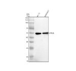 Western blot analysis of HTR3E using anti-HTR3E antibody. Electrophoresis was performed on a 10% SDS-PAGE gel at 80V (Stacking gel) / 120V (Resolving gel) for 2 hours. Lane 1: rat PC-12 whole cell lysates, Lane 2: mouse RAW264.7 whole cell lysates. After electrophoresis, proteins were transferred to a nitrocellulose membrane at 150 mA for 50-90 minutes. Blocked the membrane with 5% non-fat milk/TBS for 1.5 hour at RT. The membrane was incubated with rabbit anti-HTR3E antibody at 0.5 ug/ml overnight at 4oC, then washed with TBS-0.1%Tween 3 times with 5 minutes each and probed with a goat anti-rabbit IgG-HRP secondary antibody at a dilution of 1:5000 for 1.5 hour at RT. The signal was developed using an ECL Plus Western Blotting Substrate. The expected molecular weight of HTR3E is ~51 kDa.