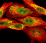 Immunofluorescent staining of SESN3 using anti-SESN3 antibody (green) and anti-Beta Tubulin antibody (red). SESN3 was detected in an immunocytochemical section of Hela cells. Enzyme antigen retrieval was performed using IHC enzyme antigen retrieval reagent for 15 mins. The cells were blocked with 10% goat serum. And then incubated with 5 ug/ml rabbit anti-SESN3 antibody and mouse anti-Beta Tubulin antibody overnight at 4oC. DyLight 488 Conjugated Goat Anti-Rabbit IgG and Cy3 Conjugated Goat Anti-Mouse IgG were used as secondary antibody at 1:500 dilution and incubated for 30 minutes at 37oC. Visualize using a fluorescence microscope and filter sets appropriate for the label used.