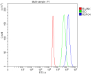 Flow Cytometry analysis of 293T cells using anti-RSPO4 antibody. Overlay histogram showing 293T cells stained with (Blue line). The cells were fixed with 4% paraformaldehyde and blocked with 10% normal goat serum. And then incubated with rabbit anti-RSPO4 antibody (1 ug/million cells) for 30 min at 20oC. DyLight 488 conjugated goat anti-rabbit IgG (5-10 ug/million cells) was used as secondary antibody for 30 minutes at 20oC. Isotype control antibody (Green line) was rabbit IgG (1 ug/million cells) used under the same conditions. Unlabelled sample (Red line) was also used as a control.