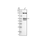 Western blot analysis of ELF3 using anti-ELF3 antibody. Electrophoresis was performed on a 10% SDS-PAGE gel at 80V (Stacking gel) / 120V (Resolving gel) for 2 hours. Lane 1: human PC-3 whole cell lysates. After electrophoresis, proteins were transferred to a nitrocellulose membrane at 150 mA for 50-90 minutes. Blocked the membrane with 5% non-fat milk/TBS for 1.5 hour at RT. The membrane was incubated with rabbit anti-ELF3 antibody at 0.5 ug/ml overnight at 4oC, then washed with TBS-0.1%Tween 3 times with 5 minutes each and probed with a goat anti-rabbit IgG-HRP secondary antibody at a dilution of 1:5000 for 1.5 hour at RT. The signal was developed using an ECL Plus Western Blotting Substrate. ELF3 (~41 kDa predicted) was detected as bands at ~42 kDa, ~50 kDa, and ~100 kDa. The ~50 kDa form corresponds to phosphorylated/SUMO-modified ELF3, while the ~100 kDa species likely represents a dimeric or complex-associated form, consistent with published reports.