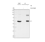 Immunoprecipitation of ELF3 in whole cell lysate. Western blot analysis of ELF3 using anti-ELF3 antibody. Lane 1: whole cell lysates (30ug), Lane 2: Rabbit control IgG instead of anti-ELF3 antibody in whole cell lysate, Lane 3: anti-ELF3 antibody (2ug) + whole cell lysate (500ug). After electrophoresis, proteins were transferred to a membrane. Then the membrane was incubated with rabbit anti-ELF3 antibody at a dilution of 0.5 ug/ml and probed with a goat anti-rabbit IgG-HRP secondary antibody. The signal is developed using ECL Plus Western Blotting Substrate. ELF3 (~41 kDa predicted) was detected as bands at ~50 kDa, and ~100 kDa. The ~50 kDa form corresponds to phosphorylated/SUMO-modified ELF3, while the ~100 kDa species likely represents a dimeric or complex-associated form, consistent with published reports.