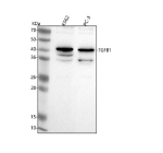 Western blot analysis of TGFB1 using anti-TGFB1 antibody. Lane 1: human K562 whole cell lysates, Lane 2: human PC-3 whole cell lysates. After electrophoresis, proteins were transferred to a nitrocellulose membrane at 150 mA for 50-90 minutes. Blocked the membrane with 5% non-fat milk/TBS for 1.5 hour at RT. The membrane was incubated with rabbit anti-TGFB1 antibody at 0.5 ug/ml overnight at 4oC, then washed with TBS-0.1%Tween 3 times with 5 minutes each and probed with a goat anti-rabbit IgG-HRP secondary antibody at a dilution of 1:5000 for 1.5 hour at RT. The signal was developed using enhanced chemiluminescent. TGFB1 (~44 kDa predicted precursor) was detected as bands at ~40, ~38, and ~35 kDa, consistent with the known processing of pro-TGFB1 into partially cleaved and mature latent forms.