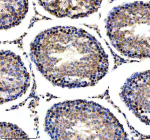 Immunohistochemical staining of NDUFS3 using anti-NDUFS3 antibody. NDUFS3 was detected in a paraffin-embedded section of rat testis tissue. Heat mediated antigen retrieval was performed in EDTA buffer (pH 8.0, epitope retrieval solution). The tissue section was blocked with 10% goat serum. The tissue section was then incubated with 2 ug/ml rabbit anti-NDUFS3 antibody overnight at 4oC. Peroxidase Conjugated Goat Anti-rabbit IgG was used as secondary antibody and incubated for 30 minutes at 37oC. The tissue section was developed using an HRP secondary and DAB substrate.