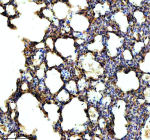 Immunohistochemical staining of NEK5 using anti-NEK5 antibody. NEK5 was detected in a paraffin-embedded section of rat lung tissue. Heat mediated antigen retrieval was performed in EDTA buffer (pH 8.0, epitope retrieval solution). The tissue section was blocked with 10% goat serum. The tissue section was then incubated with 2 ug/ml rabbit anti-NEK5 antibody overnight at 4oC. Peroxidase Conjugated Goat Anti-rabbit IgG was used as secondary antibody and incubated for 30 minutes at 37oC. The tissue section was developed using an HRP secondary and DAB substrate.