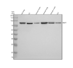 Western blot analysis of NEK5 using anti-NEK5 antibody. Electrophoresis was performed on a 10% SDS-PAGE gel at 80V (Stacking gel) / 120V (Resolving gel) for 2 hours. Lane 1: rat lung tissue lysates, Lane 2: rat C6 whole cell lysates, Lane 3: mouse brain tissue lysates, Lane 4: mouse lung tissue lysates, Lane 5: mouse ovary tissue lysates, Lane 6: mouse LLC whole cell lysates. After electrophoresis, proteins were transferred to a nitrocellulose membrane at 150 mA for 50-90 minutes. Blocked the membrane with 5% non-fat milk/TBS for 1.5 hour at RT. The membrane was incubated with rabbit anti-NEK5 antibody at 0.5 ug/ml overnight at 4oC, then washed with TBS-0.1%Tween 3 times with 5 minutes each and probed with a goat anti-rabbit IgG-HRP secondary antibody at a dilution of 1:5000 for 1.5 hour at RT. The signal was developed using an ECL Plus Western Blotting Substrate. The expected molecular weight of NEK5 is ~81 kDa.