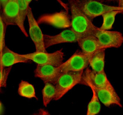 Immunofluorescent staining of NEK5 using anti-NEK5 antibody (green) and anti-Beta Tubulin antibody (red). NEK5 was detected in an immunocytochemical section of NIH/3T3 cells. Enzyme antigen retrieval was performed using IHC enzyme antigen retrieval reagent for 15 mins. The cells were blocked with 10% goat serum. And then incubated with 5 ug/ml rabbit anti-NEK5 antibody and mouse anti-Beta Tubulin antibody overnight at 4oC. DyLight 488 Conjugated Goat Anti-Rabbit IgG and Cy3 Conjugated Goat Anti-Mouse IgG were used as secondary antibody at 1:500 dilution and incubated for 30 minutes at 37oC. Visualize using a fluorescence microscope and filter sets appropriate for the label used.