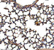 Immunohistochemical staining of NEK5 using anti-NEK5 antibody. NEK5 was detected in a paraffin-embedded section of mouse lung tissue. Heat mediated antigen retrieval was performed in EDTA buffer (pH 8.0, epitope retrieval solution). The tissue section was blocked with 10% goat serum. The tissue section was then incubated with 2 ug/ml rabbit anti-NEK5 antibody overnight at 4oC. Peroxidase Conjugated Goat Anti-rabbit IgG was used as secondary antibody and incubated for 30 minutes at 37oC. The tissue section was developed using an HRP secondary and DAB substrate.