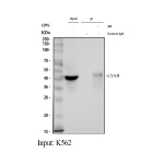Immunoprecipitation of LYAR in K562 whole cell lysate. Western blot analysis of LYAR using anti-LYAR antibody; Lane 1: K562 whole cell lysates (30ug); Lane 2: Rabbit control IgG instead of anti-LYAR antibody in K562 whole cell lysate; Lane 3: anti-LYAR antibody (2ug) + K562 whole cell lysate (500ug). After electrophoresis, proteins were transferred to a membrane. Then the membrane was incubated with rabbit anti-LYAR antibody at a dilution of 0.5 ug/ml and probed with a mouse anti-rabbit IgG-HRP secondary antibody. The signal is developed using ECL Plus Western Blotting Substrate. The expected molecular weight of LYAR is ~44 kDa.