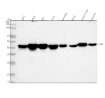 Western blot analysis of LYAR using anti-LYAR antibody. Lane 1: human whole cell lysates, Lane 2: human K562 whole cell lysates, Lane 3: human HEL whole cell lysates, Lane 4: human U251 whole cell lysates, Lane 5: rat testis tissue lysates, Lane 6: rat RH-35 whole cell lysates, Lane 7: mouse testis tissue lysates, Lane 8: mouse NIH/3T3 whole cell lysates. After electrophoresis, proteins were transferred to a nitrocellulose membrane at 150 mA for 50-90 minutes. Blocked the membrane with 5% non-fat milk/TBS for 1.5 hour at RT. The membrane was incubated with rabbit anti-LYAR antibody at 0.25 ug/ml overnight at 4oC, then washed with TBS-0.1%Tween 3 times with 5 minutes each and probed with a goat anti-rabbit IgG-HRP secondary antibody at a dilution of 1:5000 for 1.5 hour at RT. The signal was developed using enhanced chemiluminescent. The expected molecular weight of LYAR is ~44 kDa.