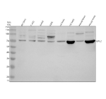 Western blot analysis of GPC2 using anti-GPC2 antibody. Electrophoresis was performed on a 10% SDS-PAGE gel at 80V (Stacking gel) / 120V (Resolving gel) for 2 hours. Lane 1: human SH-SY5Y whole cell lysates, Lane 2: human T-47D whole cell lysates, Lane 3: human Jurkat whole cell lysates, Lane 4: human U2OS whole cell lysates, Lane 5: rat brain tissue lysates, Lane 6: rat testis tissue lysates, Lane 7: mouse brain tissue lysates, Lane 8: mouse testis tissue lysates. After electrophoresis, proteins were transferred to a nitrocellulose membrane at 150 mA for 50-90 minutes. Blocked the membrane with 5% non-fat milk/TBS for 1.5 hour at RT. The membrane was incubated with rabbit anti-GPC2 antibody at 0.5 ug/ml overnight at 4oC, then washed with TBS-0.1%Tween 3 times with 5 minutes each and probed with a goat anti-rabbit IgG-HRP secondary antibody at a dilution of 1:5000 for 1.5 hour at RT. The signal was developed using an ECL Plus Western Blotting Substrate. GPC2 (~63 kDa predicted) was detected at ~70 kDa, consistent with the N-linked glycosylated and GPI-anchored mature form of the glypican-2 core protein.