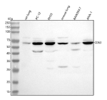 Western blot analysis of Cd63 using anti-Cd63 antibody. Lane 1: rat lung tissue lysates, Lane 2: rat PC-12 whole cell lysates, Lane 3: rat RH35 whole cell lysates, Lane 4: mouse lung tissue lysates, Lane 5: mouse RAW264.7 whole cell lysates, Lane 6: mouse ANA-1 whole cell lysates. After electrophoresis, proteins were transferred to a nitrocellulose membrane at 150 mA for 50-90 minutes. Blocked the membrane with 5% non-fat milk/TBS for 1.5 hour at RT. The membrane was incubated with rabbit anti-Cd63 antibody at 0.5 ug/ml overnight at 4oC, then washed with TBS-0.1%Tween 3 times with 5 minutes each and probed with a goat anti-rabbit IgG-HRP secondary antibody at a dilution of 1:5000 for 1.5 hour at RT. The signal was developed using enhanced chemiluminescent. Cd63 (~26 kDa predicted) was detected at ~65 kDa in mouse and rat lysates, consistent with the heavily N-glycosylated and oligomeric forms described in peer-reviewed studies.