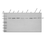 Western blot analysis of SWT1 using anti-SWT1 antibody. Electrophoresis was performed on a 8% SDS-PAGE gel at 80V (Stacking gel) / 120V (Resolving gel) for 2 hours. Lane 1: human SH-SY5Y whole cell lysates, Lane 2: human K562 whole cell lysates, Lane 3: human Jurkat whole cell lysates, Lane 4: human U251 whole cell lysates, Lane 5: rat testis tissue lysates, Lane 6: rat C6 whole cell lysates, Lane 7: mouse testis tissue lysates, Lane 8: mouse NIH/3T3 whole cell lysates. After electrophoresis, proteins were transferred to a nitrocellulose membrane at 150 mA for 50-90 minutes. Blocked the membrane with 5% non-fat milk/TBS for 1.5 hour at RT. The membrane was incubated with rabbit anti-SWT1 antibody at 0.5 ug/ml overnight at 4oC, then washed with TBS-0.1%Tween 3 times with 5 minutes each and probed with a goat anti-rabbit IgG-HRP secondary antibody at a dilution of 1:5000 for 1.5 hour at RT. The signal was developed using an ECL Plus Western Blotting Substrate. The expected molecular weight of SWT1 is ~103 kDa.