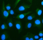 Immunofluorescent staining of RPS19 using anti-RPS19 antibody (green). RPS19 was detected in an immunocytochemical section of cells. Enzyme antigen retrieval was performed using IHC enzyme antigen retrieval reagent for 15 mins. The cells were blocked with 10% goat serum. And then incubated with 5 ug/ml rabbit anti-RPS19 antibody overnight at 4oC. DyLight 488 Conjugated Goat Anti-Rabbit IgG was used as secondary antibody at 1:500 dilution and incubated for 30 minutes at 37oC. The section was counterstained with DAPI nuclear stain (blue). Visualize using a fluorescence microscope and filter sets appropriate for the label used.