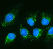 Immunofluorescent staining of FFPE human U2OS cells with SHMT2 antibody (green) and DAPI nuclear stain (blue). HIER: steam section in pH6 citrate buffer for 20 min.