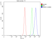 Flow cytometry analysis of fixed and permeabilized human HepG2 cells with SHMT2 antibody at 1ug/million cells (blocked with goat sera); Red=cells alone, Green=isotype control, Blue= SHMT2 antibody.