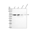 Western blot analysis of NAB2 using anti-NAB2 antibody. Lane 1: human MCF-7 whole cell lysates, Lane 2: human SiHa whole cell lysates, Lane 3: rat thymus tissue lysates, Lane 4: mouse thymus tissue lysates. After electrophoresis, proteins were transferred to a nitrocellulose membrane at 150 mA for 50-90 minutes. Blocked the membrane with 5% non-fat milk/TBS for 1.5 hour at RT. The membrane was incubated with rabbit anti-NAB2 antibody at 0.5 ug/ml overnight at 4oC, then washed with TBS-0.1%Tween 3 times with 5 minutes each and probed with a goat anti-rabbit IgG-HRP secondary antibody at a dilution of 1:5000 for 1.5 hour at RT. The signal was developed using enhanced chemiluminescent. The expected molecular weight of NAB2 is ~57 kDa.