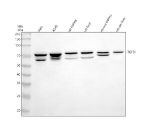 Western blot analysis of TGFBI using anti-TGFBI antibody. Electrophoresis was performed on a 10% SDS-PAGE gel at 80V (Stacking gel) / 120V (Resolving gel) for 2 hours. Lane 1: human Hela whole cell lysates, Lane 2: human whole cell lysates, Lane 3: rat kidney tissue lysates, Lane 4: rat liver tissue lysates, Lane 5: mouse kidney tissue lysates, Lane 6: mouse liver tissue lysates. After electrophoresis, proteins were transferred to a nitrocellulose membrane at 150 mA for 50-90 minutes. Blocked the membrane with 5% non-fat milk/TBS for 1.5 hour at RT. The membrane was incubated with rabbit anti-TGFBI antibody at 0.5 ug/ml overnight at 4oC, then washed with TBS-0.1%Tween 3 times with 5 minutes each and probed with a goat anti-rabbit IgG-HRP secondary antibody at a dilution of 1:5000 for 1.5 hour at RT. The signal was developed using an ECL Plus Western Blotting Substrate. TGFBI (~75 kDa predicted) was detected as a major band at ~75 kDa and a secondary band at ~60-65 kDa, consistent with proteolytic processing of the secreted protein described in previous studies.