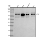 Western blot analysis of LZTS2 using anti-LZTS2 antibody. Lane 1: human Hela whole cell lysates, Lane 2: human PC-3 whole cell lysates, Lane 3: rat testis tissue lysates, Lane 4: mouse RM-1 whole cell lysates. After electrophoresis, proteins were transferred to a nitrocellulose membrane at 150 mA for 50-90 minutes. Blocked the membrane with 5% non-fat milk/TBS for 1.5 hour at RT. The membrane was incubated with rabbit anti-LZTS2 antibody at 0.5 ug/ml overnight at 4oC, then washed with TBS-0.1%Tween 3 times with 5 minutes each and probed with a goat anti-rabbit IgG-HRP secondary antibody at a dilution of 1:5000 for 1.5 hour at RT. The signal was developed using enhanced chemiluminescent. LZTS2 (~75 kDa predicted) was detected at ~75 kDa with an additional ~65 kDa band, consistent with the phosphorylated and proteolytically processed forms described in previous studies.