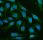 Immunofluorescent staining of LZTS2 using anti-LZTS2 antibody (green). LZTS2 was detected in an immunocytochemical section of HELA cells. Enzyme antigen retrieval was performed using IHC enzyme antigen retrieval reagent for 15 mins. The cells were blocked with 10% goat serum. And then incubated with 5 ug/ml rabbit anti-LZTS2 antibody overnight at 4oC. DyLight 488 Conjugated Goat Anti-Rabbit IgG was used as secondary antibody at 1:500 dilution and incubated for 30 minutes at 37oC. The section was counterstained with DAPI nuclear stain (blue). Visualize using a fluorescence microscope and filter sets appropriate for the label used.