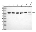 Western blot analysis of STRBP using anti-STRBP antibody. Lane 1: human Hela whole cell lysates, Lane 2: human PC-3 whole cell lysates, Lane 3: human K562 whole cell lysates, Lane 4: human MCF-7 whole cell lysates, Lane 5: rat testis tissue lysates, Lane 6: mouse testis tissue lysates. After electrophoresis, proteins were transferred to a nitrocellulose membrane at 150 mA for 50-90 minutes. Blocked the membrane with 5% non-fat milk/TBS for 1.5 hour at RT. The membrane was incubated with rabbit anti-STRBP antibody at 0.5 ug/ml overnight at 4oC, then washed with TBS-0.1%Tween 3 times with 5 minutes each and probed with a goat anti-rabbit IgG-HRP secondary antibody at a dilution of 1:5000 for 1.5 hour at RT. The signal was developed using enhanced chemiluminescent. STRBP (~74 kDa predicted) was detected as a doublet at ~70 and ~80 kDa in human cells and a single ~80 kDa band in mouse and rat testis, consistent with phosphorylation-dependent mobility shifts and testis-specific isoform expression.