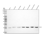 Western blot analysis of NAXE using anti-NAXE antibody. Lane 1: human THP-1 whole cell lysates, Lane 2: rat heart tissue lysates, Lane 3: rat kidney tissue lysates, Lane 4: rat liver tissue lysates, Lane 5: mouse heart tissue lysates, Lane 6: mouse kidney tissue lysates, Lane 7: mouse liver tissue lysaets. After electrophoresis, proteins were transferred to a nitrocellulose membrane at 150 mA for 50-90 minutes. Blocked the membrane with 5% non-fat milk/TBS for 1.5 hour at RT. The membrane was incubated with rabbit anti-NAXE antibody at 0.5 ug/ml overnight at 4oC, then washed with TBS-0.1%Tween 3 times with 5 minutes each and probed with a goat anti-rabbit IgG-HRP secondary antibody at a dilution of 1:5000 for 1.5 hour at RT. The signal was developed using enhanced chemiluminescent. NAXE (~32 kDa predicted) was detected as a single band at ~26-27 kDa, consistent with the mature processed form lacking the N-terminal mitochondrial targeting peptide.