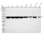 Western blot analysis of NLE1 using anti-NLE1 antibody. Lane 1: human PC-3 whole cell lysates, Lane 2: human 293T whole cell lysates, Lane 3: human whole cell lysates, Lane 4: human U251 whole cell lysates, Lane 5: rat brain tissue lysates, Lane 6: rat ovary tissue lysates, Lane 7: mouse brain tissue lysates, Lane 8: mouse ovary tissue lysates. After electrophoresis, proteins were transferred to a nitrocellulose membrane at 150 mA for 50-90 minutes. Blocked the membrane with 5% non-fat milk/TBS for 1.5 hour at RT. The membrane was incubated with rabbit anti-NLE1 antibody at 0.5 ug/ml overnight at 4oC, then washed with TBS-0.1%Tween 3 times with 5 minutes each and probed with a goat anti-rabbit IgG-HRP secondary antibody at a dilution of 1:5000 for 1.5 hour at RT. The signal was developed using enhanced chemiluminescent. NLE1 (~51 kDa predicted) was detected at ~45-48 kDa, occasionally as a doublet, consistent with the processed and phosphorylated forms reported in ribosome assembly studies.