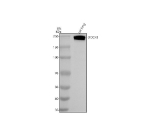 Western blot analysis of DOCK8 using anti-DOCK8 antibody. Electrophoresis was performed on a 8% SDS-PAGE gel at 80V (Stacking gel) / 120V (Resolving gel) for 2 hours. Lane 1: rat lung tissue lysates. After electrophoresis, proteins were transferred to a nitrocellulose membrane at 150 mA for 50-90 minutes. Blocked the membrane with 5% non-fat milk/TBS for 1.5 hour at RT. The membrane was incubated with rabbit anti-DOCK8 antibody at 0.5 ug/ml overnight at 4oC, then washed with TBS-0.1%Tween 3 times with 5 minutes each and probed with a goat anti-rabbit IgG-HRP secondary antibody at a dilution of 1:5000 for 1.5 hour at RT. The signal was developed using an ECL Plus Western Blotting Substrate. The expected molecular weight of DOCK8 is ~239 kDa.